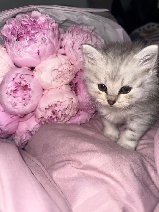 Котёнок Скотиш страйт + (принадлежности)