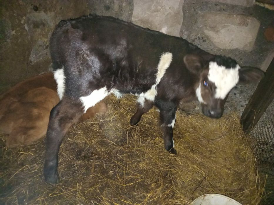 Продам телят и телку