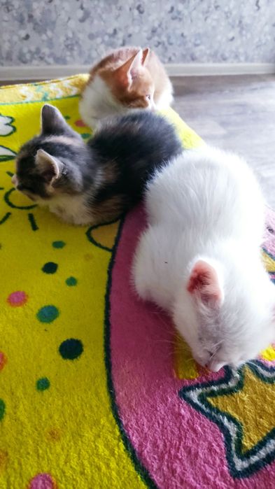 Отдам даром котят