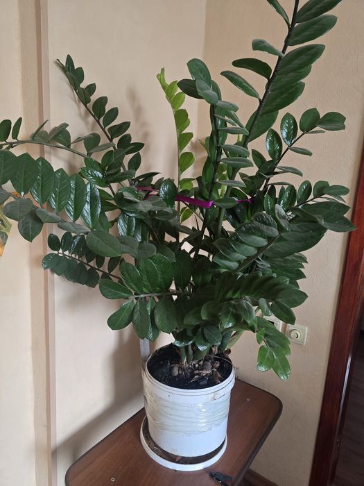 ЗаЗамиокулькас он же долларовое дерево.