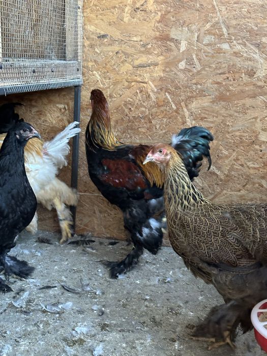 Disponibile perechi brahma potarnichiu si lemon