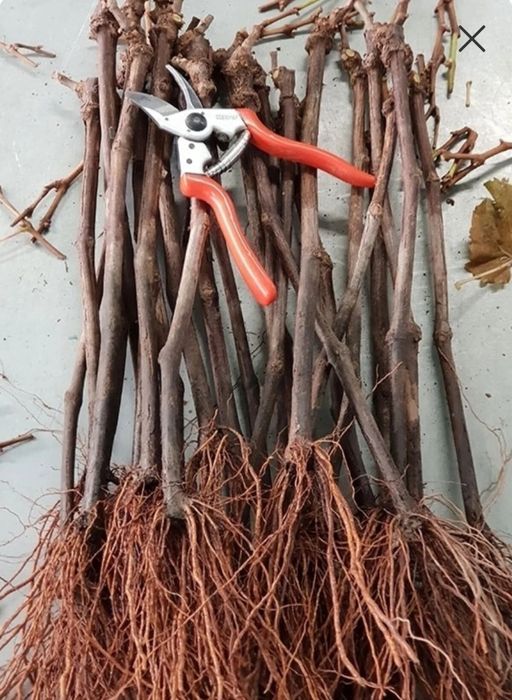 Десертен сорт грозде МАНИКЮР