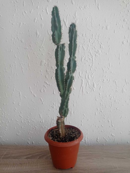 Кактуси Cereus