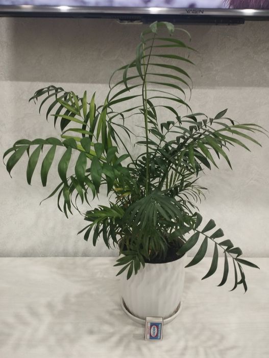 Продам комнатные растения