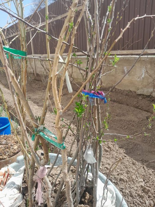 Жеміс ағаштары..