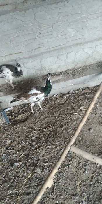 Arlikin tovus 9 oylik tani joni sogʻ