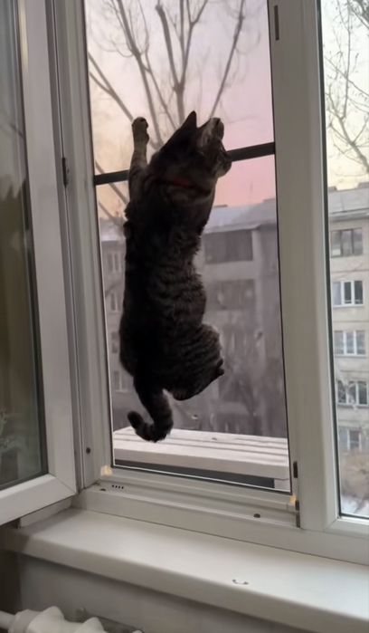 Москитные сетки антикошка.