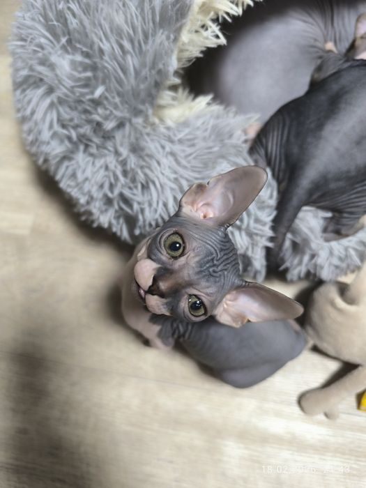 Сфинкс,котята,мальчики