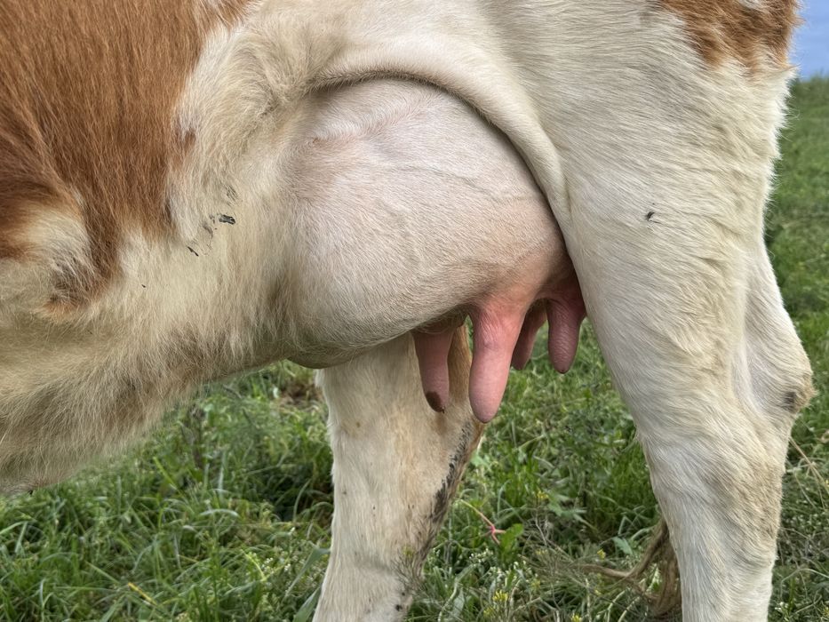Vand Vaca cu Vitel