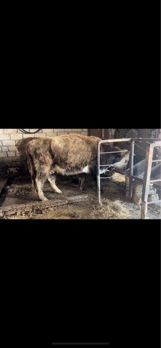 Буаз сиырлар сатылады