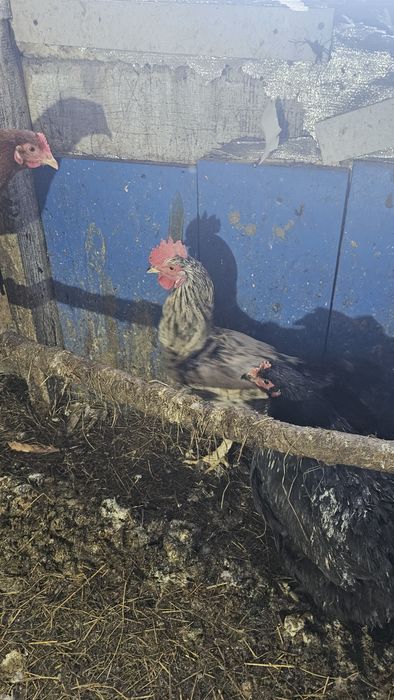 Продаётся годовалый петух