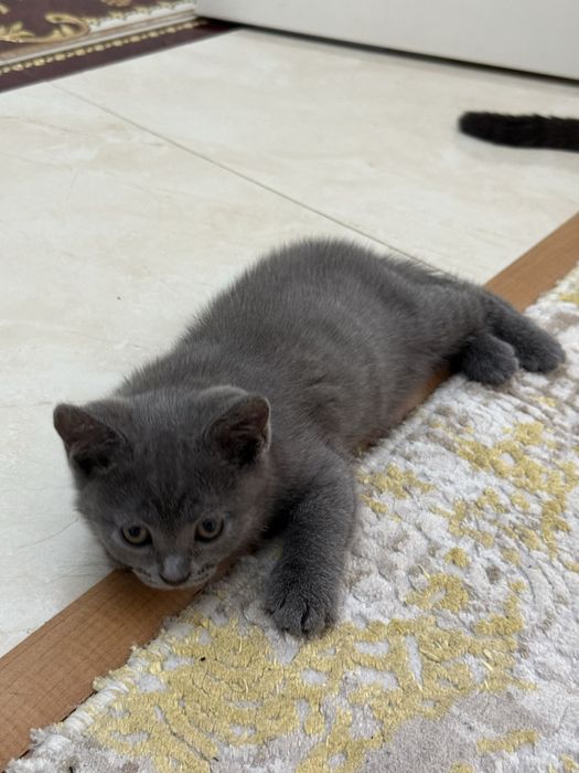 Кошки британки 2 месяца