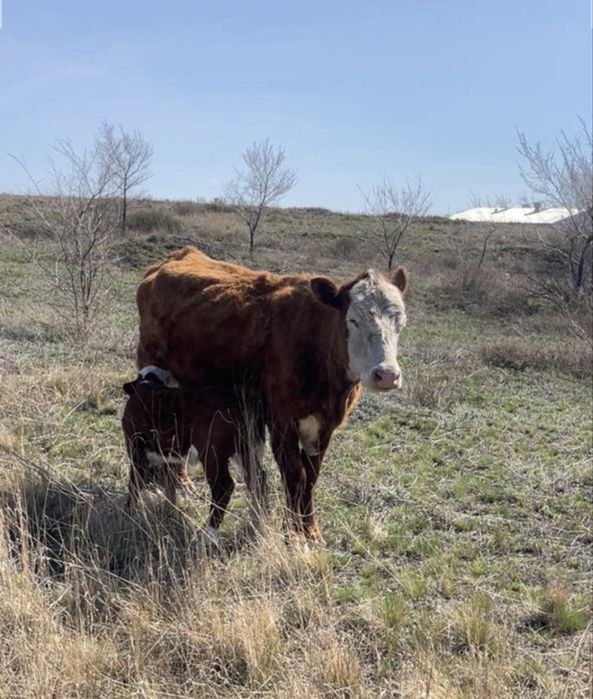 Продам КРС: коровы, телята, бычки, тёлки | фермерское хозяйство