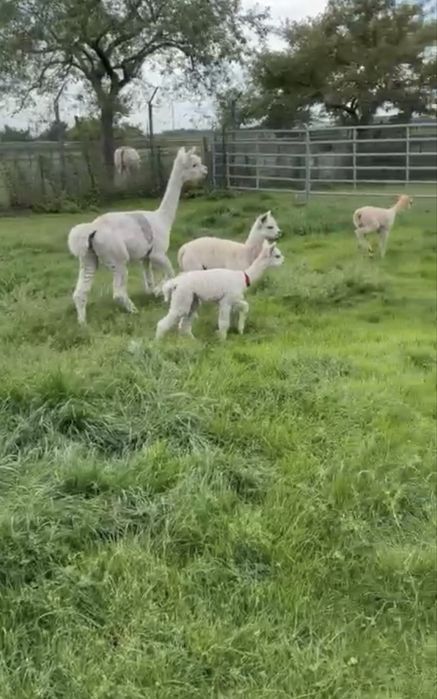 Alpaca de vanzare/femele/masculi/pui