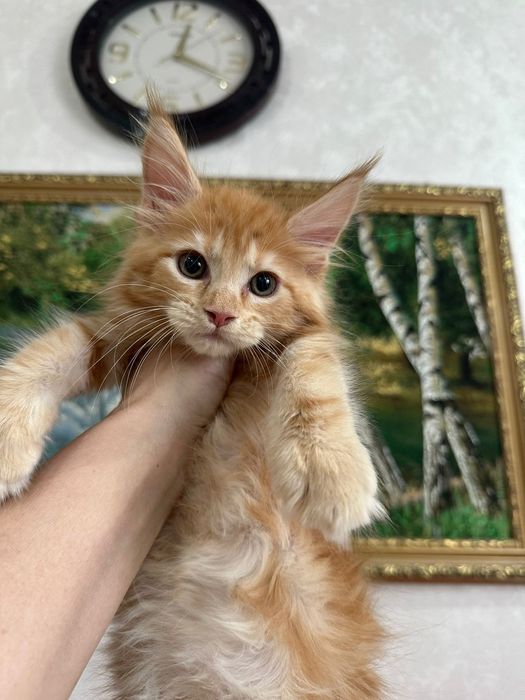 Мей кун мальчики