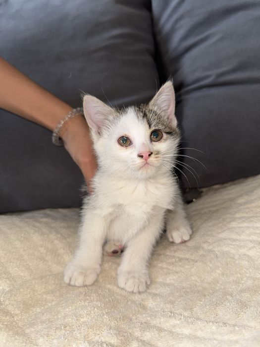 Котята котенок кошка