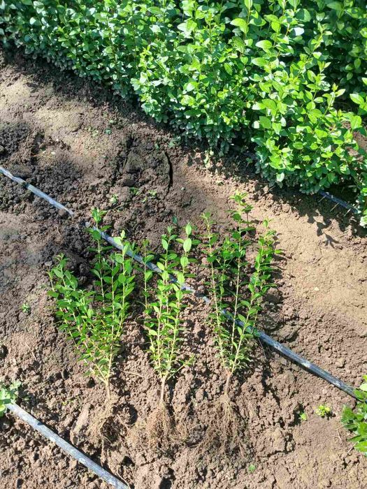 Лигуструм на гол корен