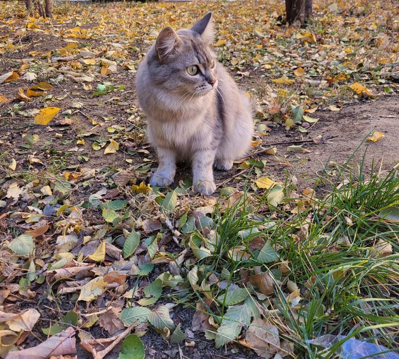 Кошки.