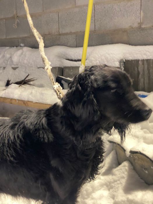 Продам русского спаниеля