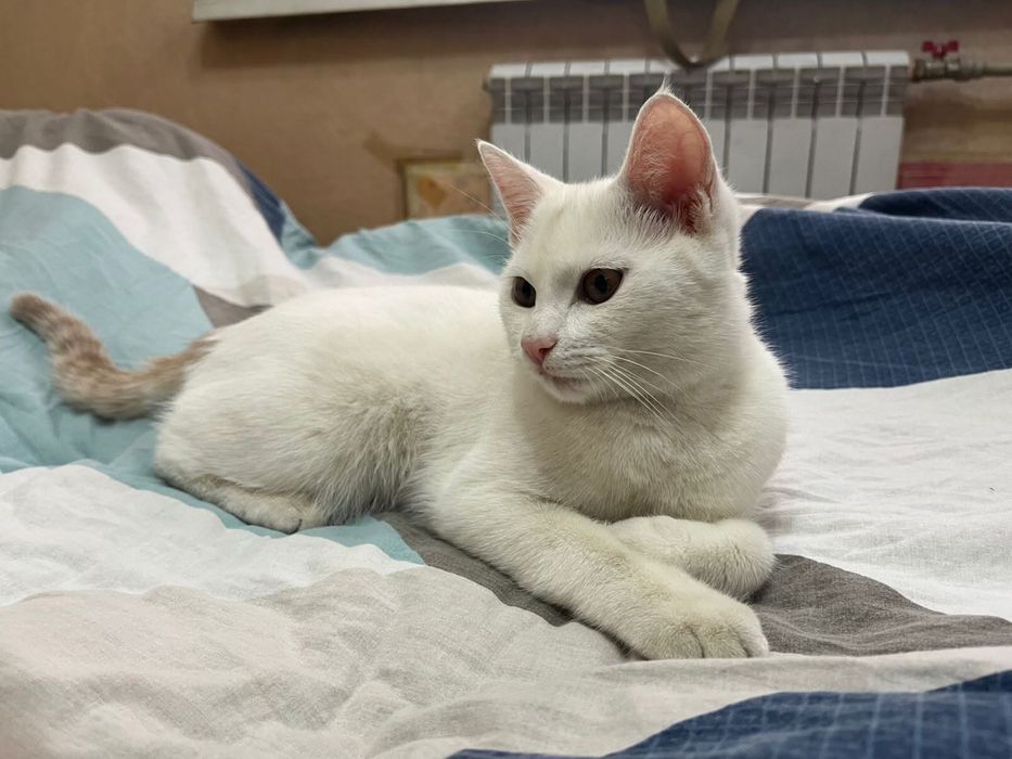 Отдаю котенка в добрые руки