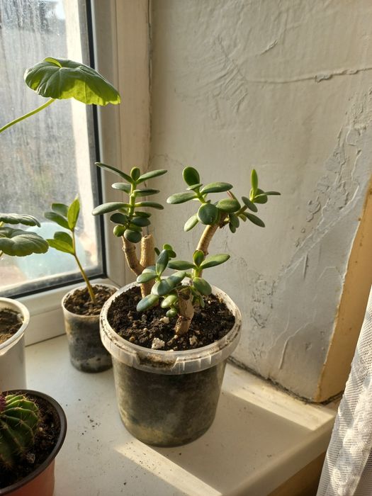 Продам Денежное дерево