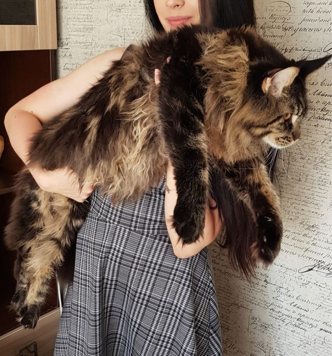 Кот Мейн-кун вязка