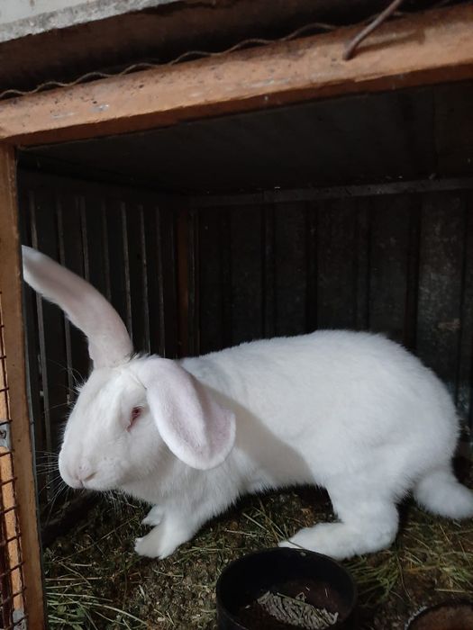 Кролики великан фландр