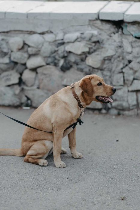 Щенки лабрадор-ретривер