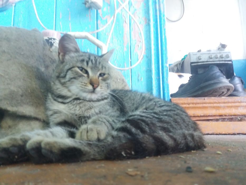 Кошка стерилизованная