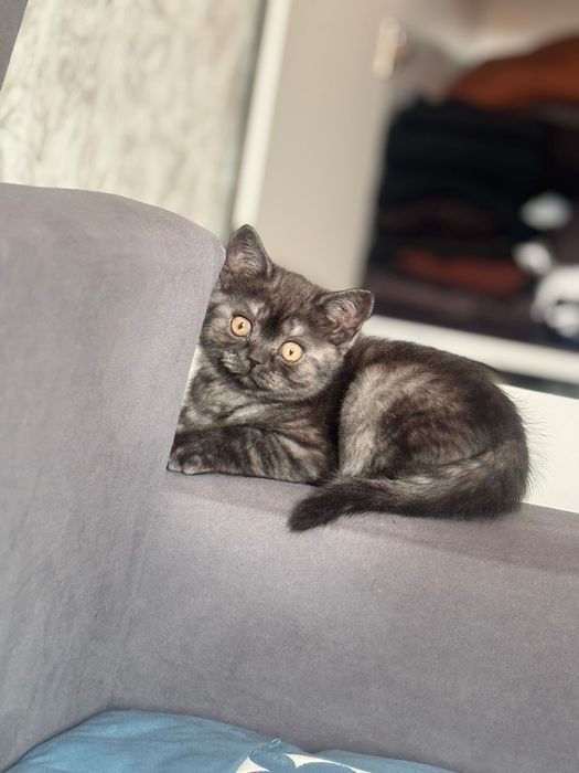 Отдам в хорошие руки за 10000