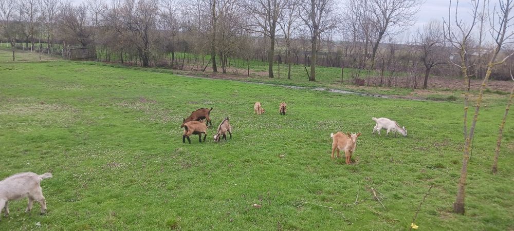 Iezi si iede de vanzare