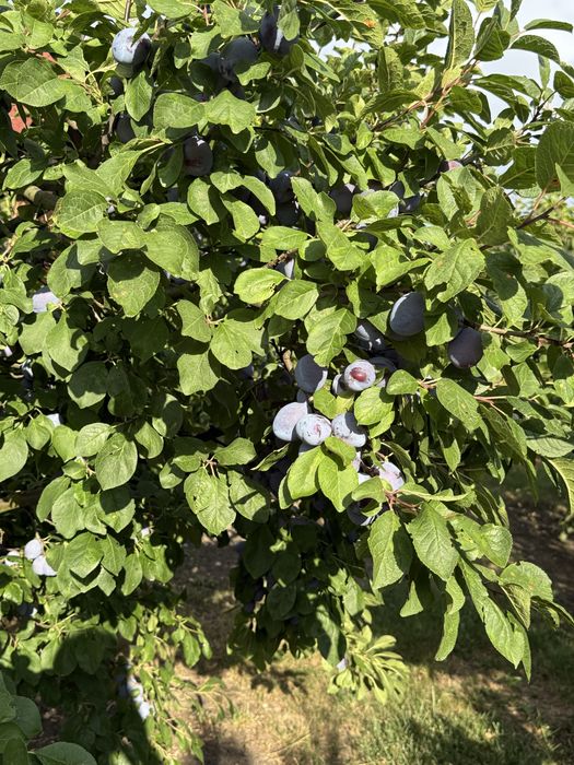 Prune de vanzare