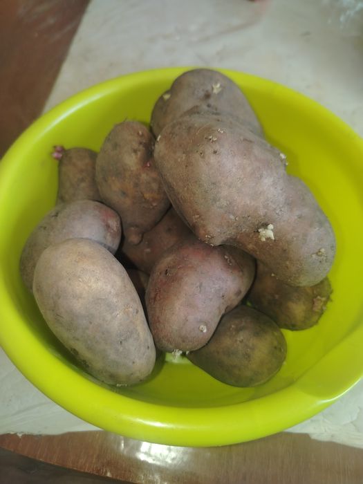 Картошка домашняя