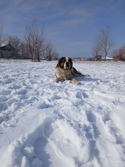Отдам в хорошие руки