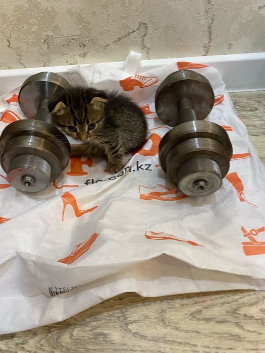 Котёнок велоухий 2месяца