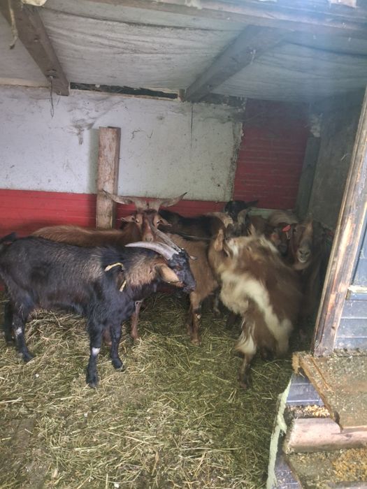 De vinzare tapi buni