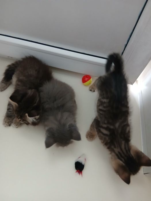 КОТЯТА в добрые и хорошие руки