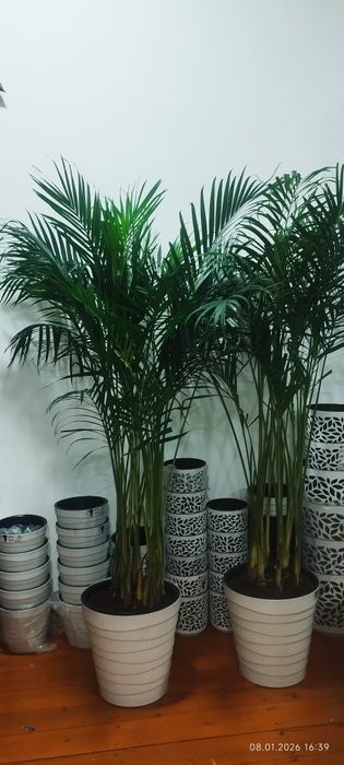 Цветы для офиса для дома и школы