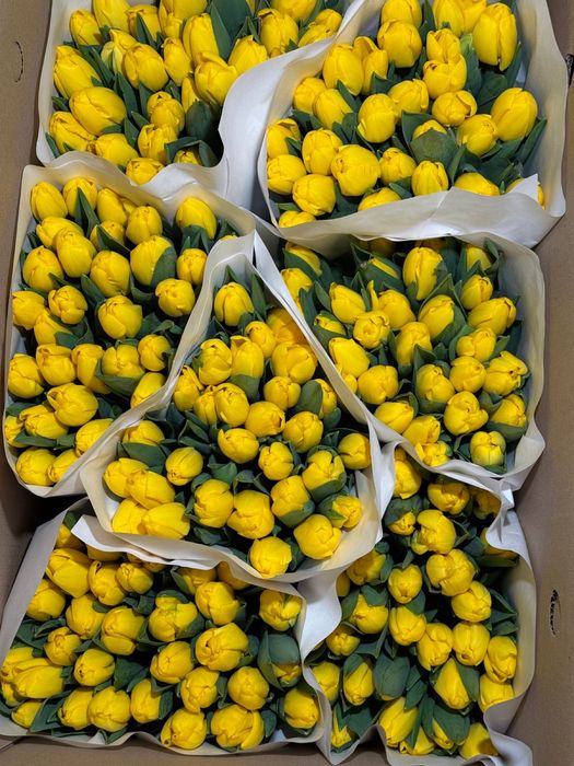 Высокие тюльпаны