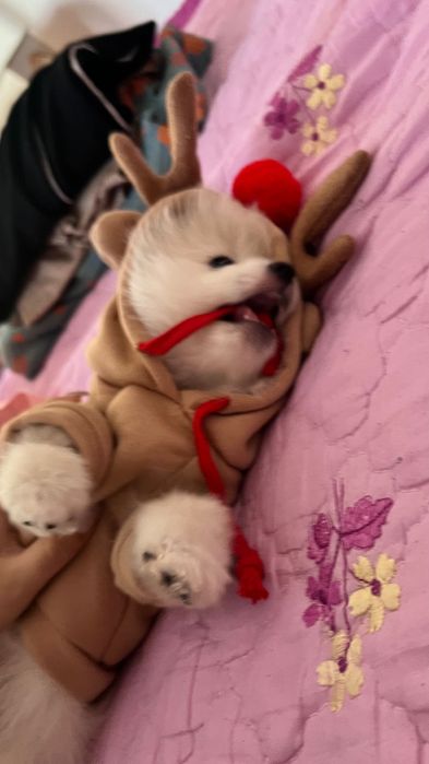 Померанский шпиц