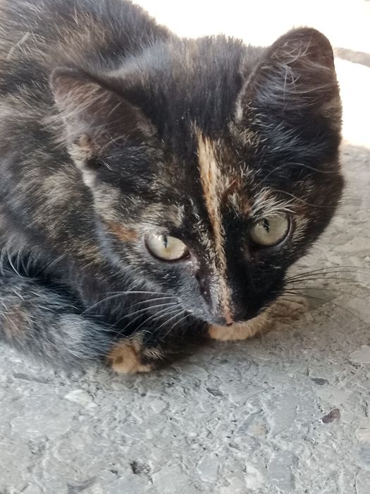 Отдам в хорошие руки котят