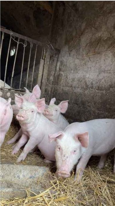 Продаются Поросята
