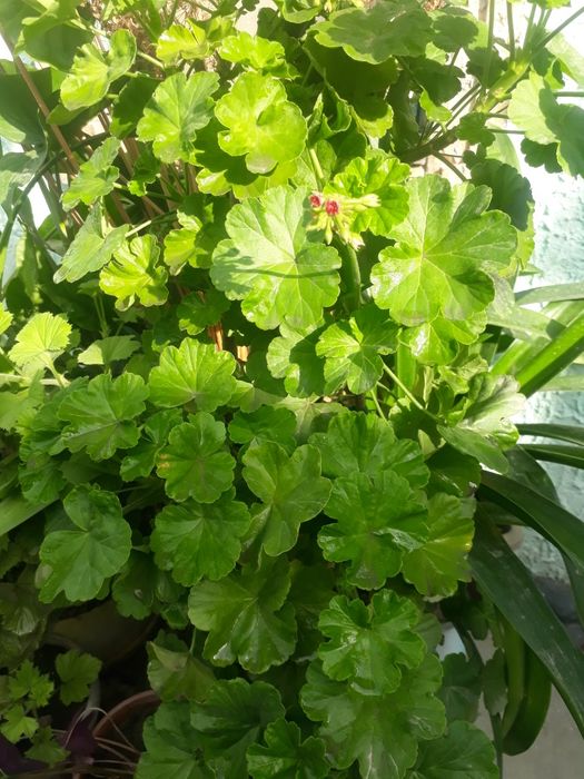 Продам комнатные цветы для дома, офиса