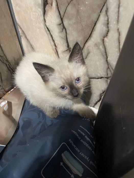 Две котят, девочки отдаем за даром!