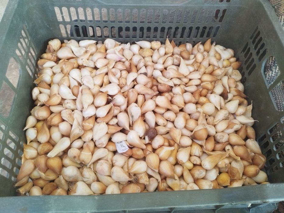 Продается луковицы голландских тюльпанов