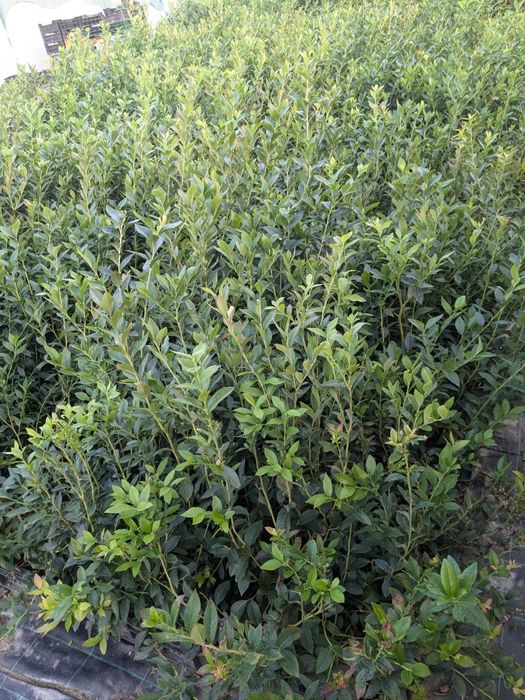 Afin Duke, Eliot, Reka, an 2 și 3