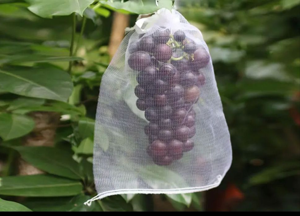 Нина Гогаеваны видеоға түсіріп алған