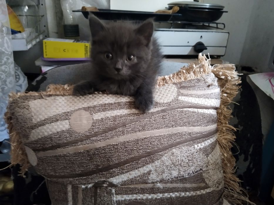 Отдам котят в добрые руки
