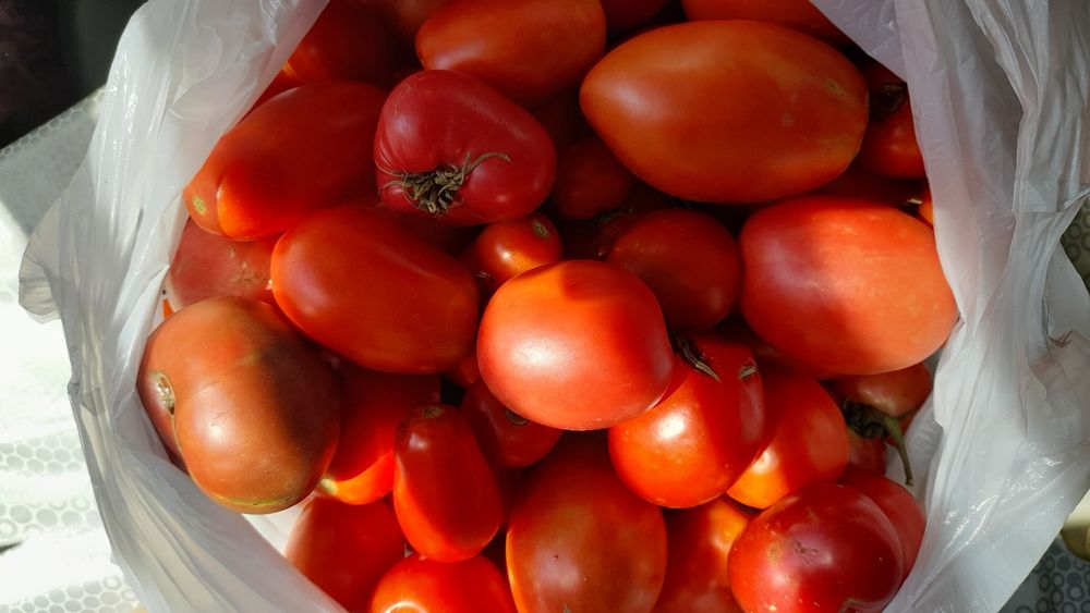 Продаю дачные помидоры  для засолки