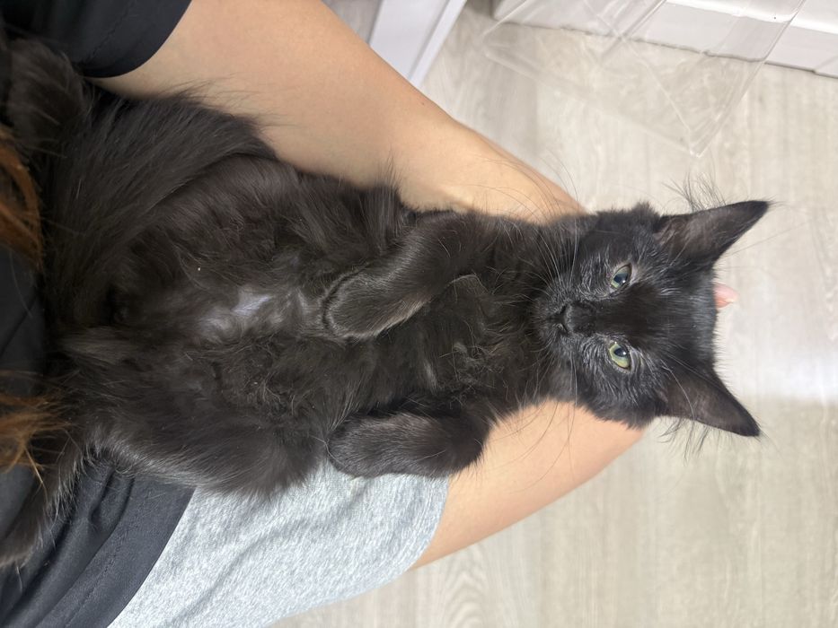 Отдам котенка в добрые руки